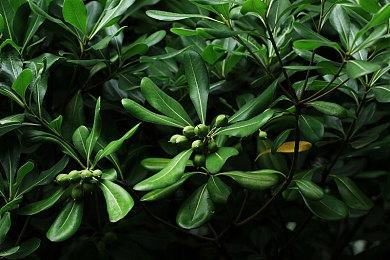 《木卫四协议》高＆极限画质光追PC配置要求公布